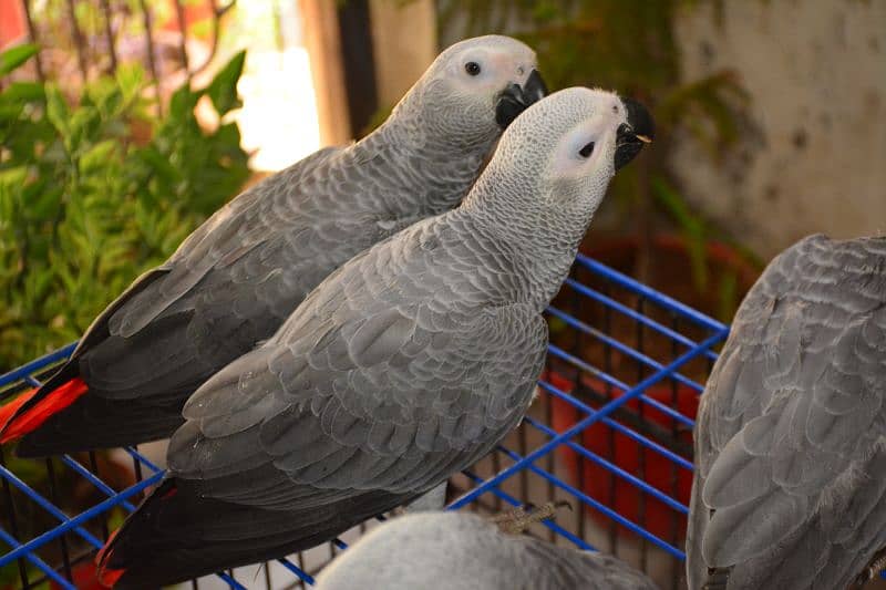 African Grey Parrot Grey Parrot Chick Cango  Grey Parrot for sale 18