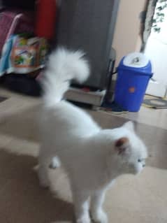 Persian cat available