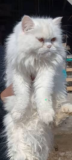 I want to sale white persion breeder Female cat Heavy long coat