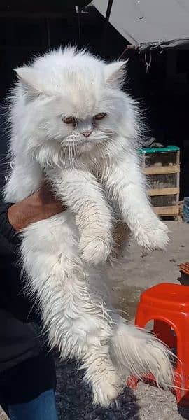 I want to sale white persion breeder Female cat Heavy long coat 1