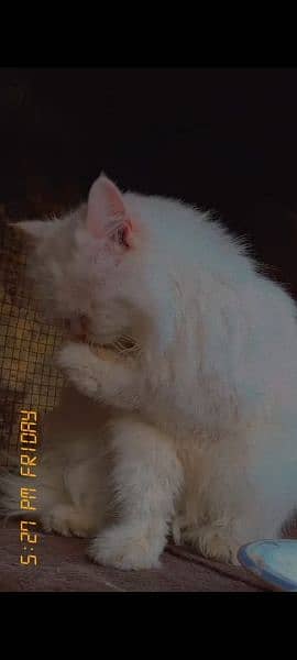 I want to sale white persion breeder Female cat Heavy long coat 3