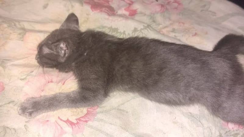 Single coat persian kitten (4k) 1