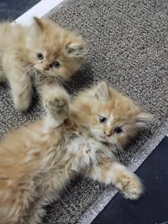 perian triple coat kitten for sale