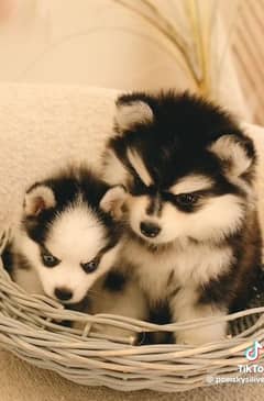 Siberian Husky puppies parents imported