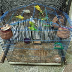7 Australian parrots with cage birds cage