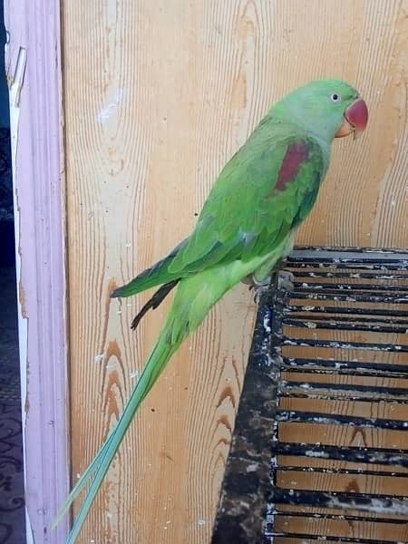 raw parrot for sell pair ha hand tameb 0