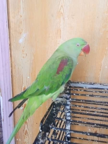 raw parrot for sell pair ha hand tameb 1