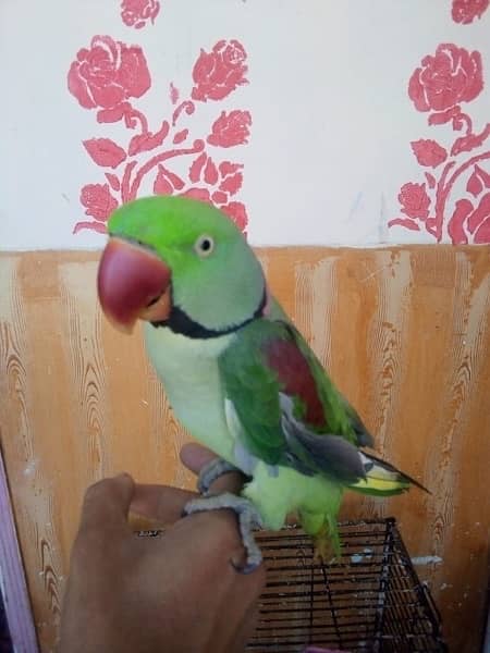raw parrot for sell pair ha hand tameb 2