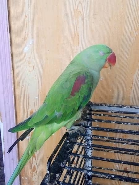 raw parrot for sell pair ha hand tameb 3