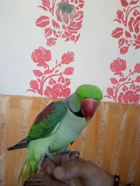 raw parrot for sell pair ha hand tameb 4