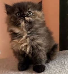Persian Kitten | 1 month  Kitten | Beautiful Kitten