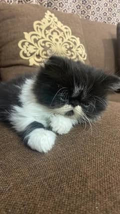 Peki face bicolor quality kitten