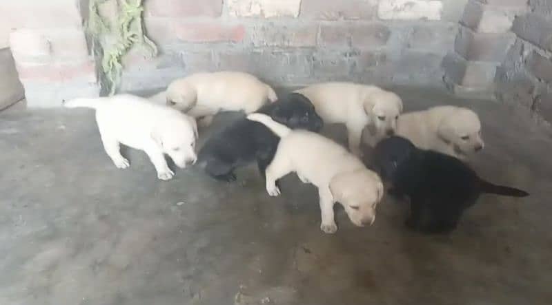 Labrador puppies Available 1