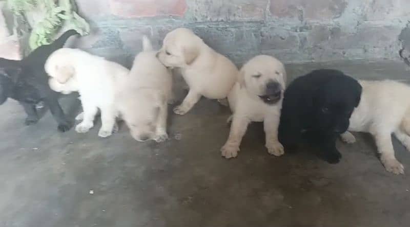 Labrador puppies Available 2