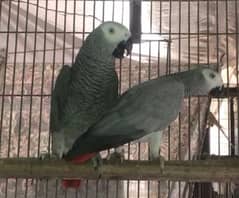african grey parrot breeder pairs