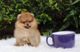 Pomeranian Puppies teacup poms