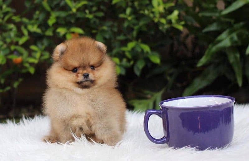 Pomeranian Puppies teacup poms 0