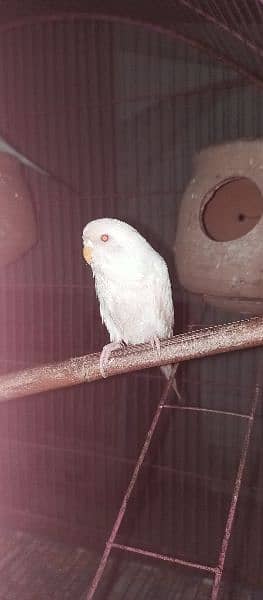 5 Australian parrot for sale with Cage 0