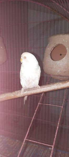 5 Australian parrot for sale with Cage 1