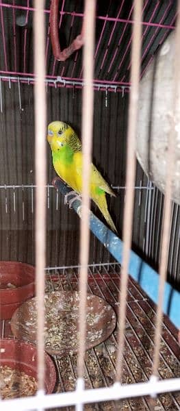 5 Australian parrot for sale with Cage 2