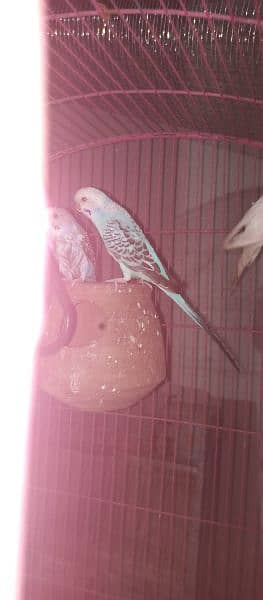 5 Australian parrot for sale with Cage 3