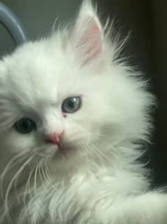 Home pure persian male kittens for adoption 2.3months old