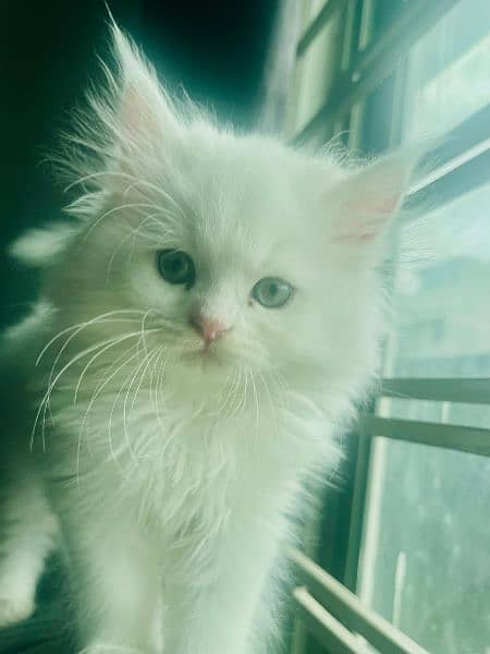Home pure persian male kittens for sell 2.3months old 1