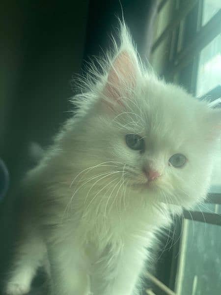 Home pure persian male kittens for sell 2.3months old 2
