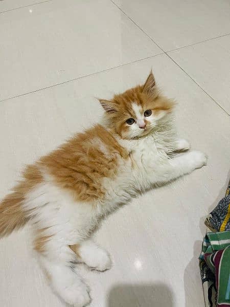 Home pure persian male kittens for sell 2.3months old 3