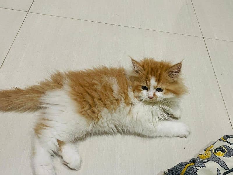 Home pure persian male kittens for sell 2.3months old 4