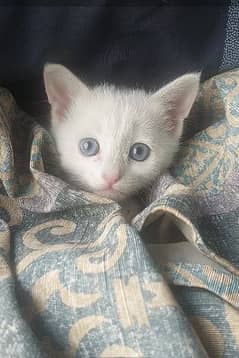 Turkish angora kitten for sale