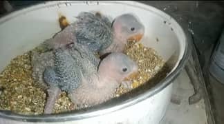 Raw parrots chicks