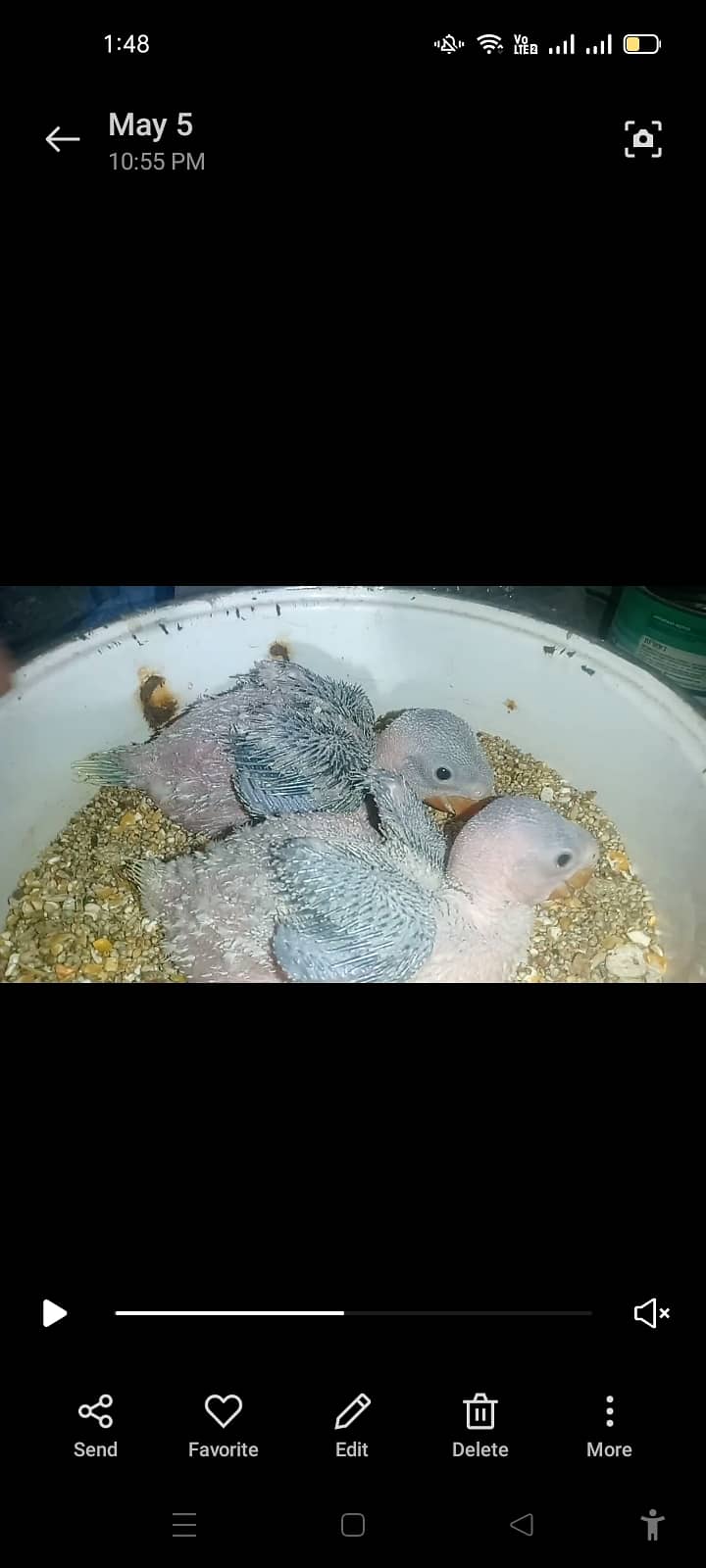 Raw parrots chicks 1