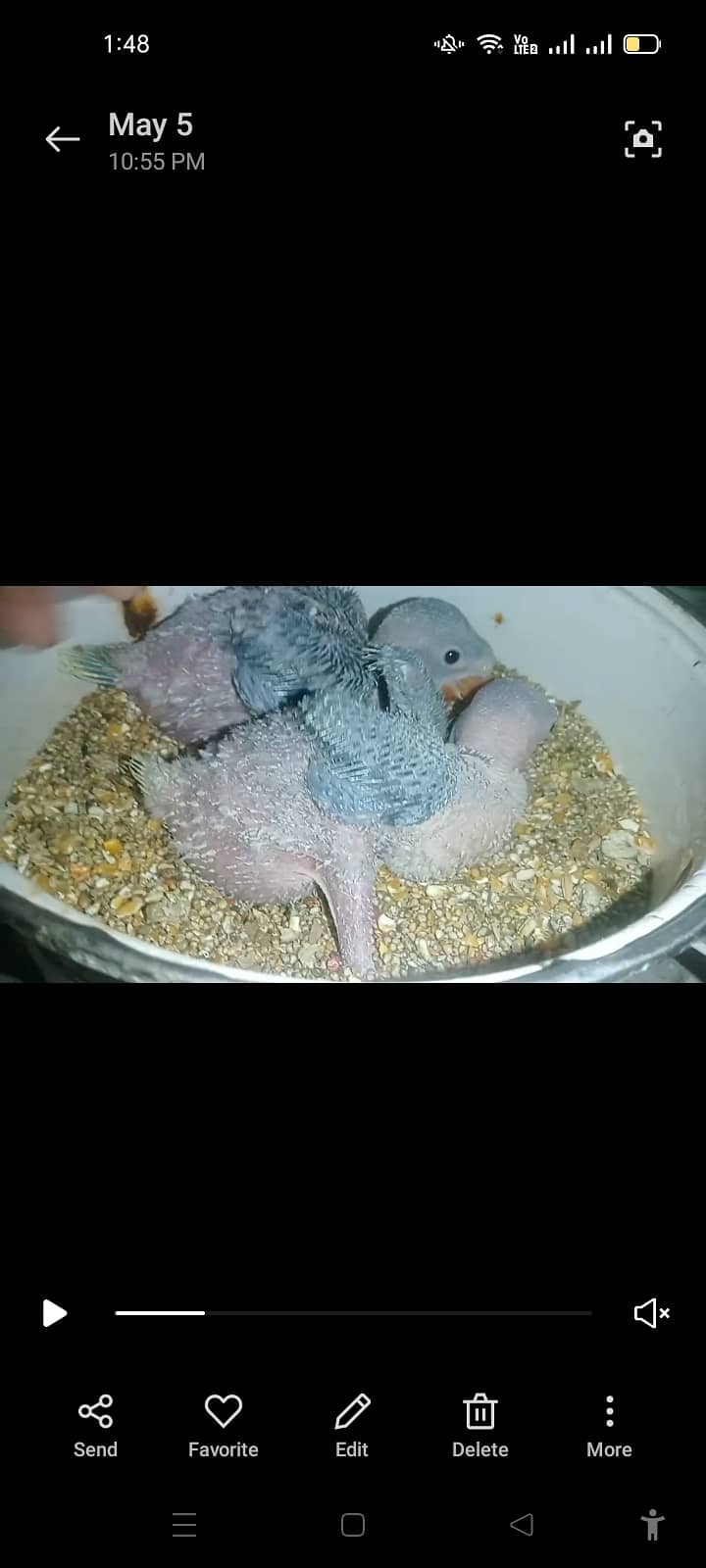 Raw parrots chicks 2