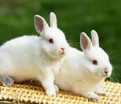 Breeder Rabbits Pairs