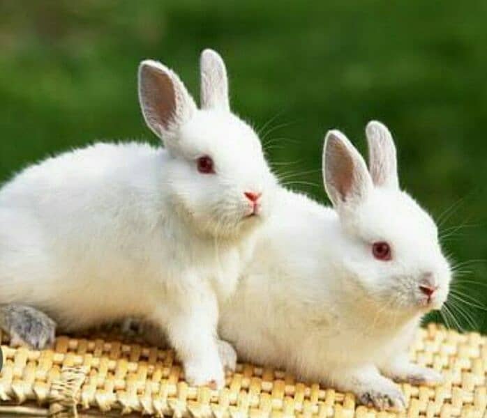 Breeder Rabbits Pairs 0