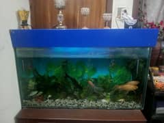 Aquarium with 6 fishes