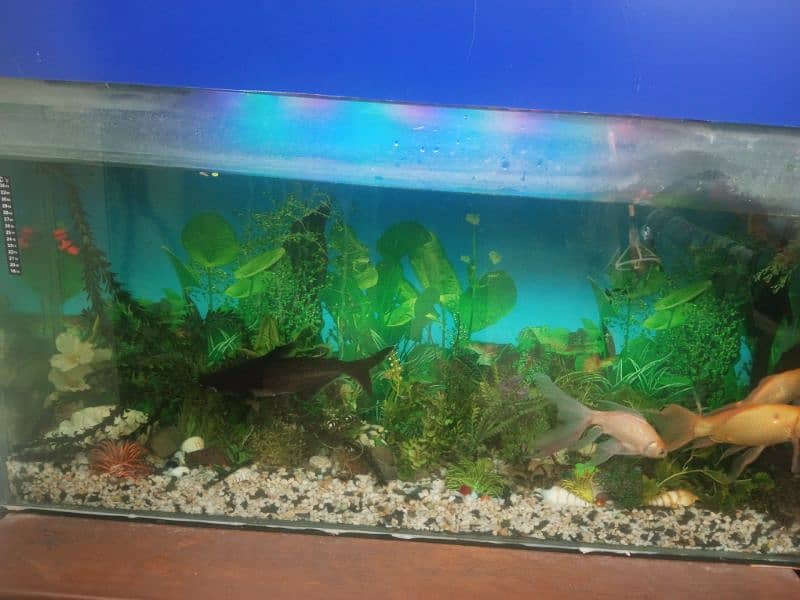 Aquarium with 6 big fishes 1 small 1