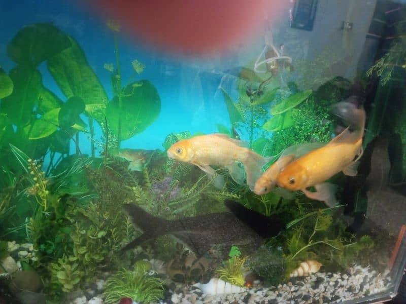 Aquarium with 6 big fishes 1 small 2