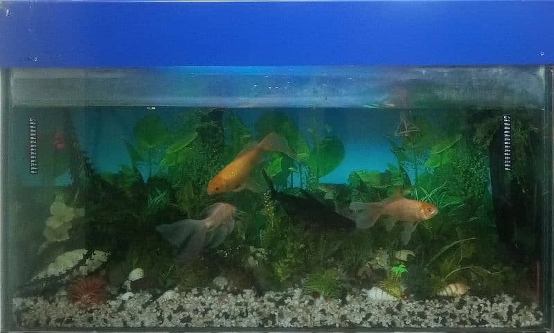 Aquarium with 6 big fishes 1 small 4