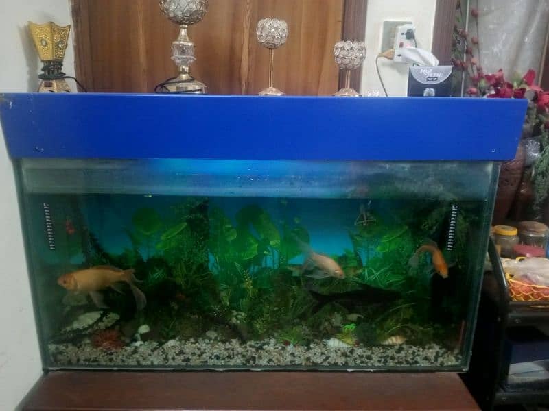 Aquarium with 6 big fishes 1 small 5