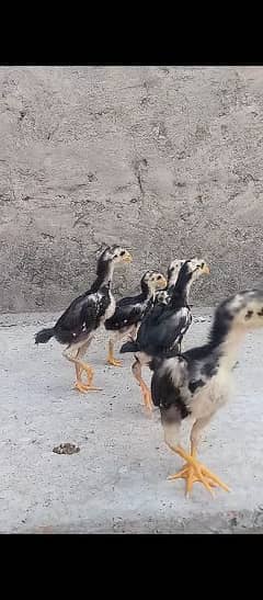 shamo chicks forsale only serious person contact with me 03019888379