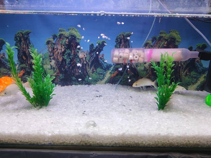 Fish aquarium 3