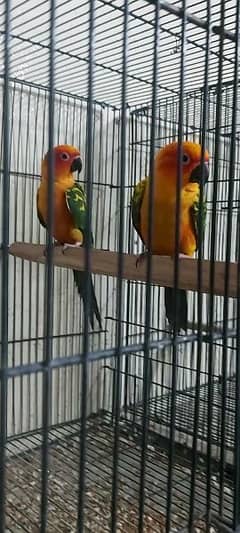 sunconure love birds