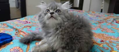 Pure Siberian kittens pair urgent sell