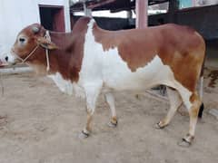 Bachra for sale 2 dant fully vaccinated