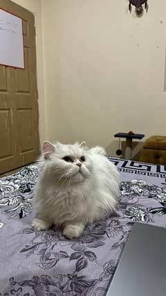 persian cat up for adoption