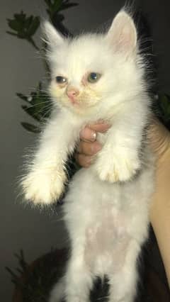russian cats for sale urgent