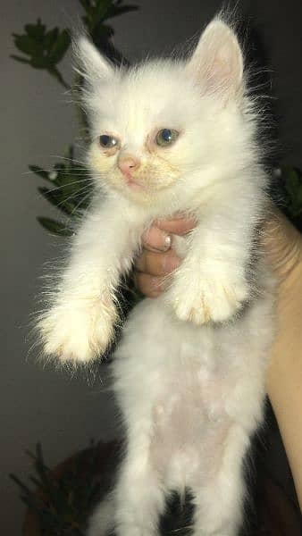 russian cats for sale urgent 0