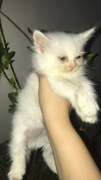 russian cats for sale urgent 1